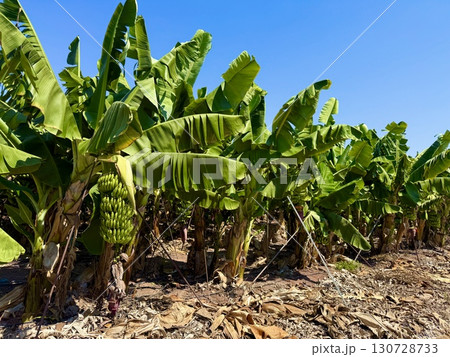 Banana tree with bunch of unripe bananas. Banana plantation with blue sky on sunny day. 130728733