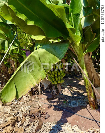 Banana tree with bunch of unripe bananas. Banana plantation with blue sky on sunny day. 130728798
