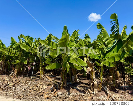 Banana tree with bunch of unripe bananas. Banana plantation with blue sky on sunny day. Banana tree with bunch of unripe bananas. Banana plantation with blue sky on sunny day. 130728803