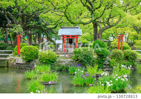 初夏の香椎宮　福岡県東区 130728813
