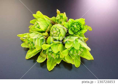 フキノトウ ふきのとう 蕗の薹 フキノトウ ふきのとう 蕗の薹 130728853