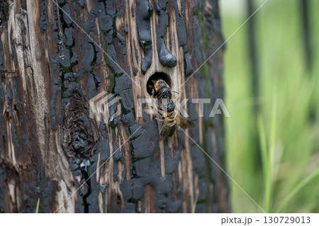 オオハキリバチ オオハキリバチ 130729013