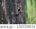 オオハキリバチ 130729014