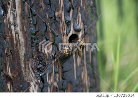 オオハキリバチ オオハキリバチ 130729014