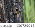 オオハキリバチ 130729015