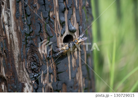 オオハキリバチ オオハキリバチ 130729015