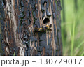 オオハキリバチ 130729017