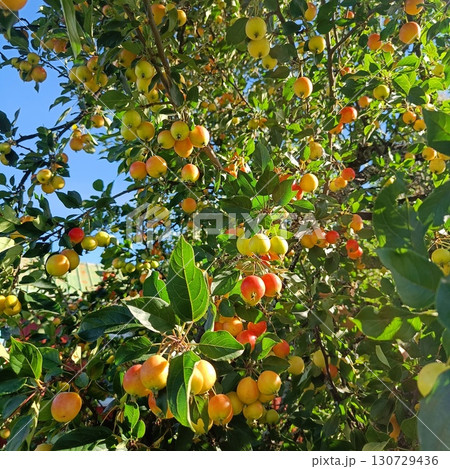 Apple orchard with red ripe apples on branches 130729436