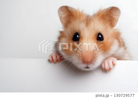 白背景から顔をのぞかせるハムスター。かわいい小動物のクローズアップ 130729577