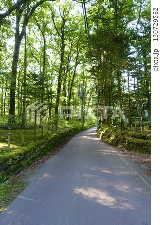 森の中の小径　軽井沢　水車の道付近	 130729582