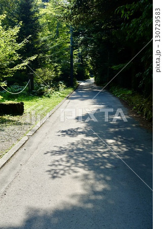 森の中の小径 軽井沢 水車の道付近 森の中の小径 軽井沢 水車の道付近 130729583
