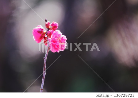 美しいピンクの梅の花 美しいピンクの梅の花 130729723