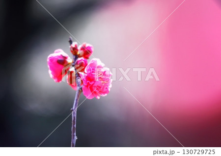 春の訪れを告げる梅の花 130729725