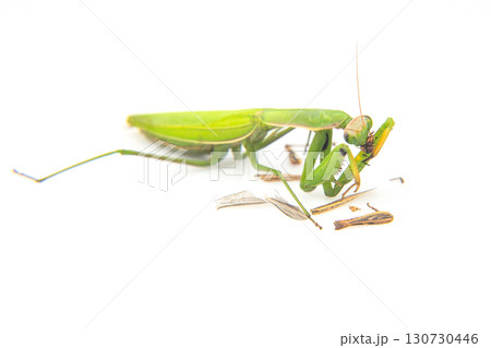 praying mantis eats a grasshopper close-up on a white background. 130730446