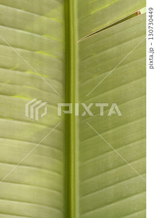 Hardy banana 130730449