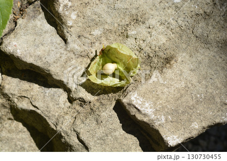 European bladdernut 130730455