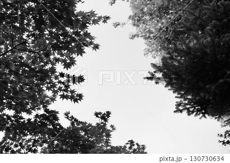 モミジの木の下から見上げる空 130730634