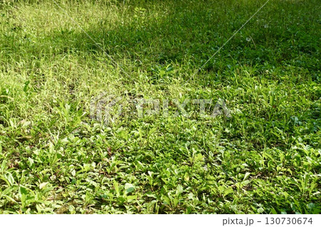 雑草が生い茂る草原 130730674