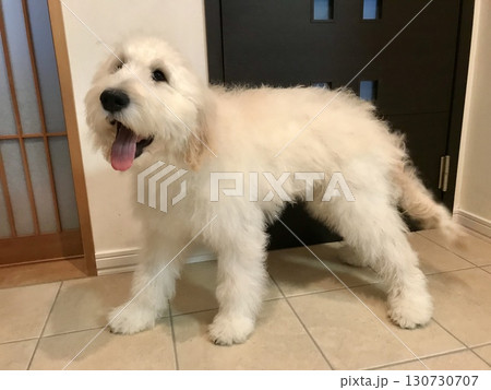 シャンプー後にふわふわになったゴールデンドゥードルの子犬 130730707