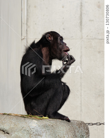 指を舐めるチンパンジー 指を舐めるチンパンジー 130730806