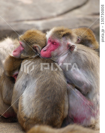 身を寄せる冬のニホンザル 130730808