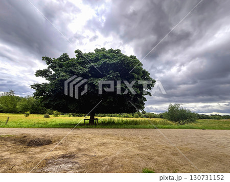 One big chestnut tree against a cloudy sky 130731152