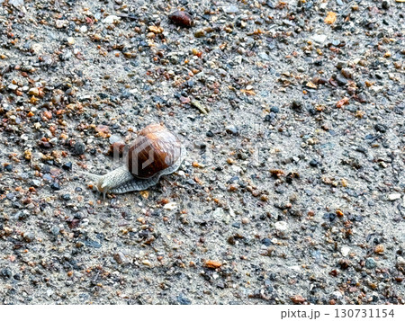 Roman snail (Helix pomatia) crawls leisurely across the ground Roman snail (Helix pomatia) crawls leisurely across the ground 130731154