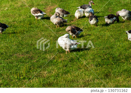 Flock of domestic geese grazing and standing on vibrant green grass field. White and grey birds enjoy sunny day. One goose preens feathers. Flock of domestic geese grazing and standing on vibrant green grass field. White and grey birds enjoy sunny day. One goose preens feathers. 130731162