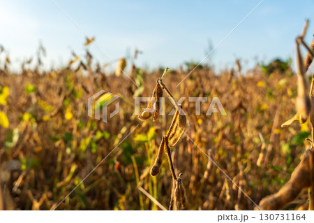 Golden ripe soybean pods ready for harvest in a vast agricultural field. Dry crop under clear blue sky with warm sunlight. 130731164