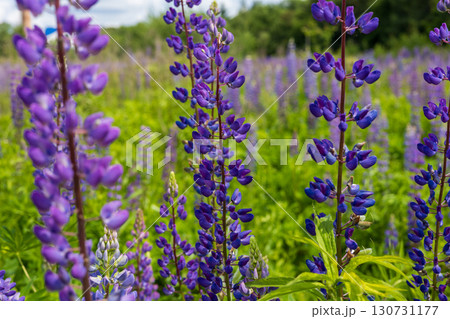 Vibrant purple lupine flowers blooming beautifully in a lush green field under clear bright sunlight, showcasing natural beauty and fresh summer growth. 130731177