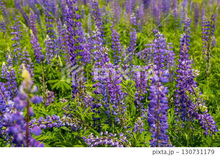 Vibrant purple lupine flowers bloom abundantly in a lush green meadow under bright sunlight. Beautiful wild flora creating a stunning natural landscape. Vibrant purple lupine flowers bloom abundantly in a lush green meadow under bright sunlight. Beautiful wild flora creating a stunning natural landscape. 130731179