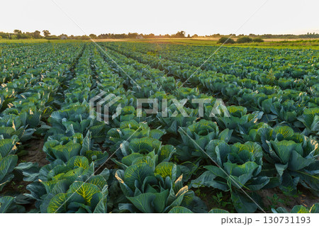 Vast green cabbage plants growing in neat rows across a large agricultural field. Golden hour light bathes the healthy fresh vegetables. 130731193