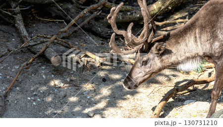 Beautiful horned deer. Animal protection 130731210