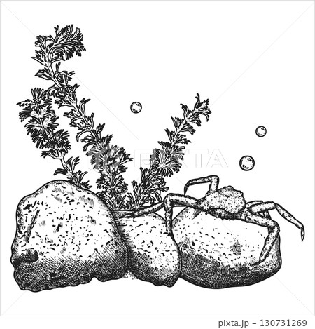 Sea composition with crab, stones and seaweed. Sea bottom. Hand drawn vector illustration 130731269
