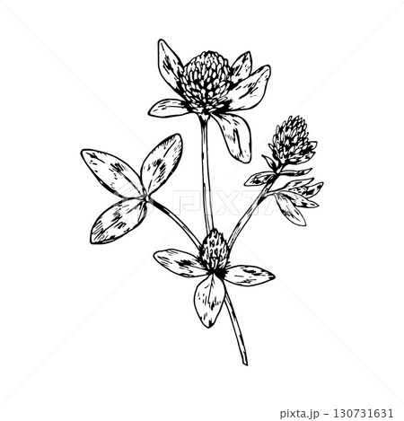 Hand drawn vector illustration of clover plant with blooming flower heads and trifoliate leaves, detailed botanical drawing suitable for herbal packaging, apothecary, eco and St Patrick s Day themes Hand drawn vector illustration of clover plant with blooming flower heads and trifoliate leaves, detailed botanical drawing suitable for herbal packaging, apothecary, eco and St Patrick s Day themes 130731631