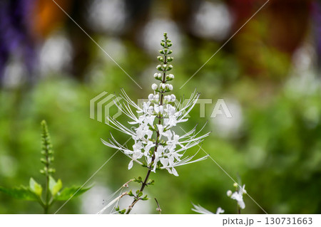 ネコノヒゲ Cat’s Whiskers ネコノヒゲ Cat’s Whiskers 130731663