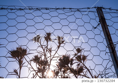 thistle thorn growing behind barbed wire, symbol of lack of freedom 130732284