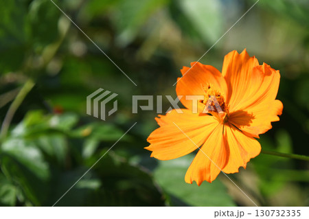 キバナコスモス（黄花秋桜） 130732335