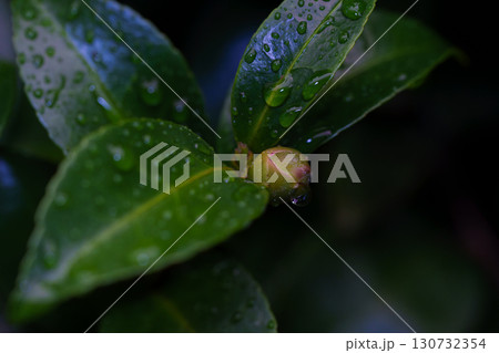 雨上がりのお散歩 葉についた水滴 雨上がりのお散歩 葉についた水滴 130732354