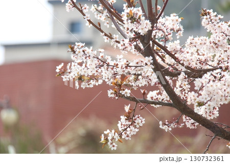 blooming cherry blossom in spring time 130732361