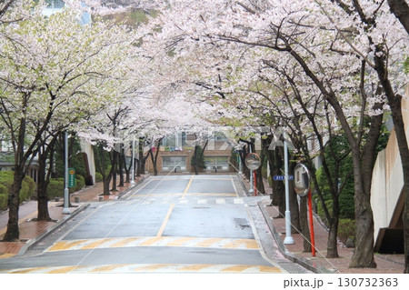 blooming cherry blossom in spring 130732363