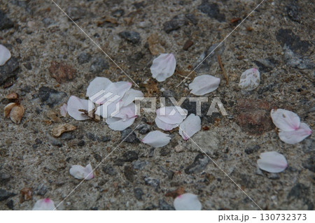 pink flowers on rock 130732373