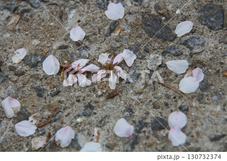 yellow flowers on rock 130732374