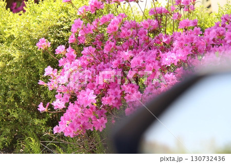 pink flowers in the park pink flowers in the park 130732436