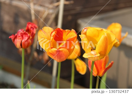 tulips in the garden tulips in the garden 130732437