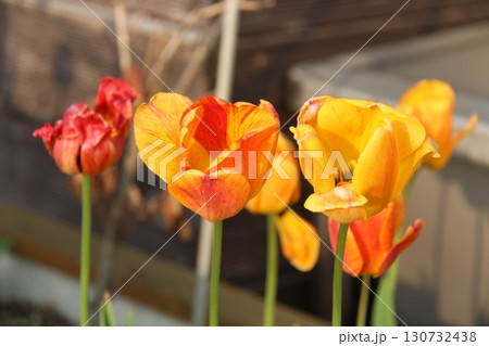 beautiful tulips in the garden beautiful tulips in the garden 130732438
