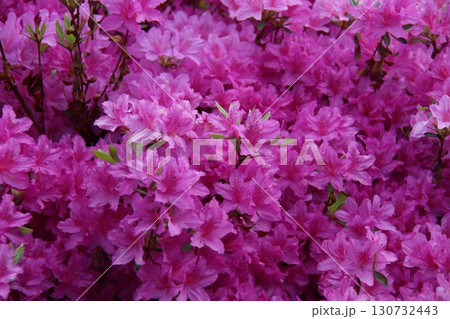 pink bougainvillea flower in garden pink bougainvillea flower in garden 130732443