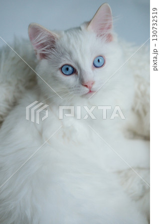 3 months old ragdoll kitten looking into the camera. domestic cat 130732519