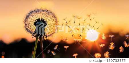 Dandelion Seeds Dispersing in the Wind at Sunset, Golden Glow and Dreamy Silhouette Atmosphere 130732575