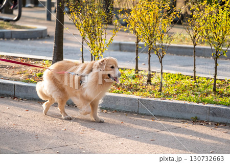 A dog with the owner on the walk, in the sun with autumn background A dog with the owner on the walk, in the sun with autumn background 130732663